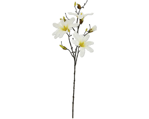 Dekoratívna vetva magnólie s kvetmi a púčikmi.