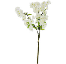 Dekoratívna čerešňová vetva s bielymi kvetmi a zelenými listami