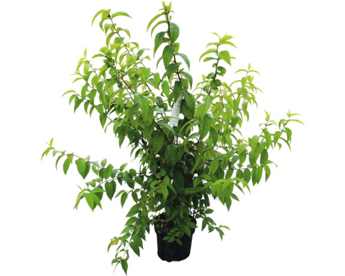 Rastlina v kvetináči