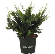 Cypruštek v kvetináči s logom Botanico