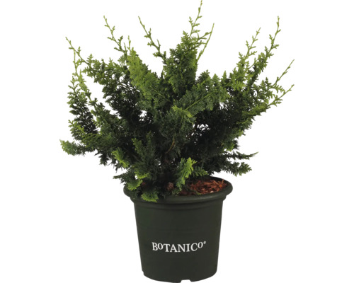 Cypruštek v kvetináči s logom Botanico