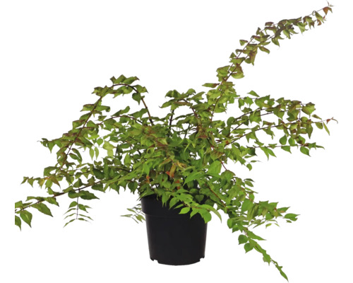 Drn kvetnatý ako izbová rastlina v kvetináči