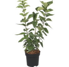 Orgován obyčajný FloraSelf Syringa vulgaris „Katherine Havemeyer“ 40-60 cm kvetináč 3 l