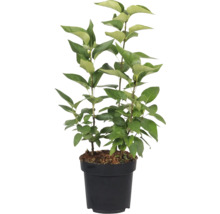 Orgován v kvetináči so zelenými listami