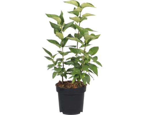 Orgován v kvetináči so zelenými listami