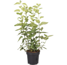 Kvetináč s rastlinou vtáčieho zobu