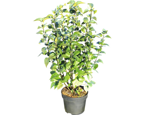 Kvetináč s kaméliou