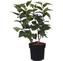 Umelá rastlina so zelenými listami v čiernom kvetináči