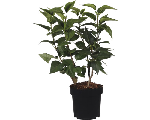 Umelá rastlina so zelenými listami v čiernom kvetináči