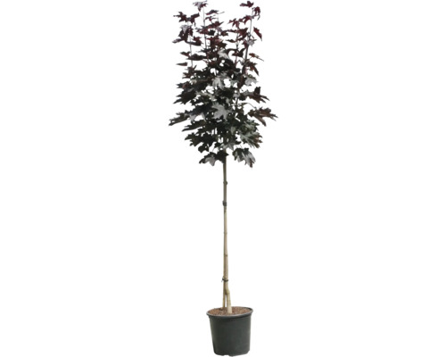 Stĺpovitý javor v kvetináči