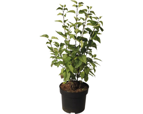 Kvitnúci orgován v kvetináči