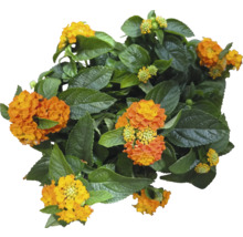 Lantana menivá Lantana camara výška cca 15 cm kvetináč Ø 25 cm