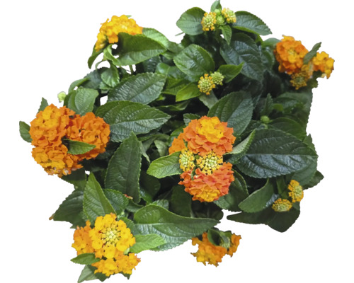 Pohľad zhora na rastlinu Lantana s kvetmi a zelenými listami