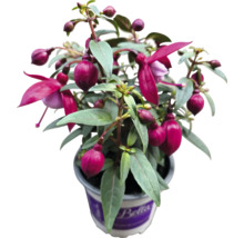 Fuchsia v kvetináči
