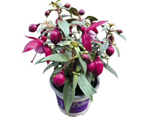 Fuchsia v kvetináči