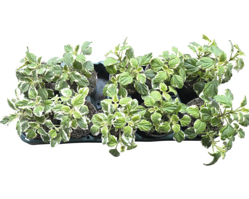 Plectranthus so zelenými a bielymi listami v miske