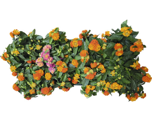 Oranžová a ružová Lantana camara v kvetináči