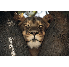 Lev odpočíva v strome