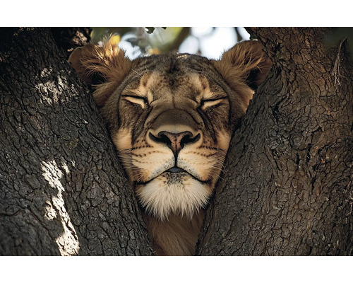 Obraz Decopanel Relaxed lion 90x58cm Lev odpočíva v strome
