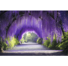 Tunel Wisteria s kvitnúcou vistériou a cestou