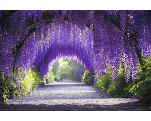 Obraz na plátne Purple Tunnel 150x100 cm Tunel Wisteria s kvitnúcou vistériou a cestou