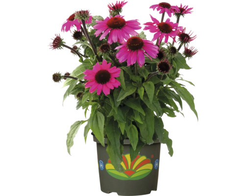 Rudbekia v kvetináči