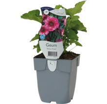 Geum Tempo Rose v kvetináči
