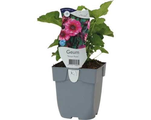 Geum Tempo Rose v kvetináči