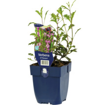 Verbena rastlina v kvetináči