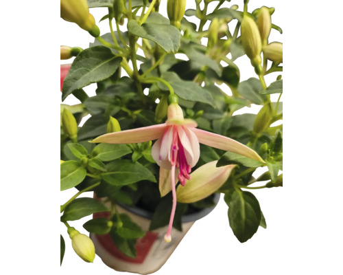 Kvet fuchsia v kvetináči