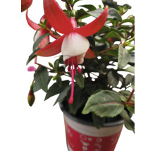 Fuchsia s červenými a bielymi kvetmi v kvetináči