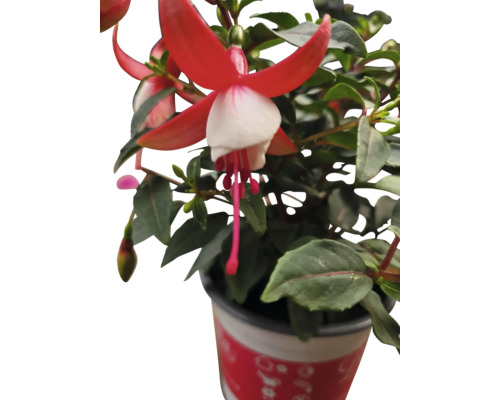 Fuchsia s červenými a bielymi kvetmi v kvetináči