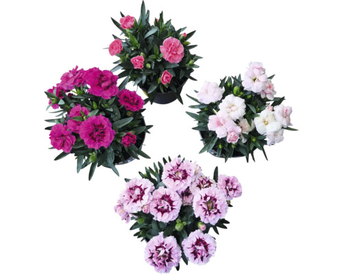 Karafiát mix FloraSelf Dianthus caryophyllus 'Super Trooper' 15-18 cm kvetináč Ø 10,5 cm 1 ks, rôzne druhy Rôzne rastliny klinčekov v kvetináčoch pri pohľade zhora