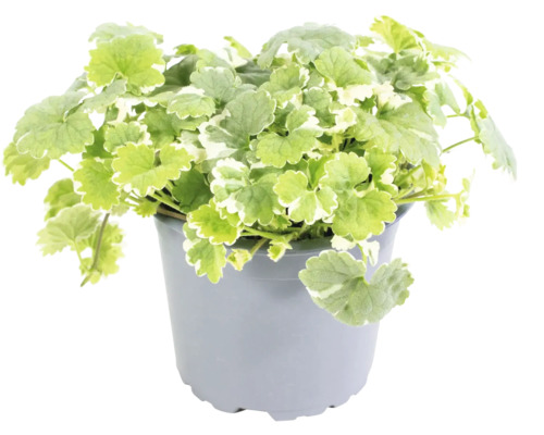 Zádušník brečtanovitý bielo panašovaný FloraSelf Glechoma hederacea 'Variegata' kvetináč Ø 11 cm