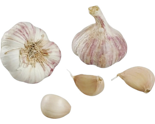 Sadbový cesnak Allium sativum Germidour 4 palice Struky cesnaku a jednotlivé strúčiky