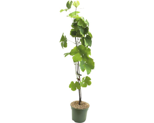 Vinič v kvetináči so zelenými listami