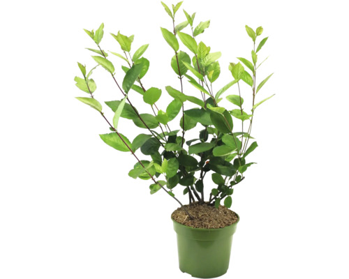 Rastlina v kvetináči so zelenými listami.