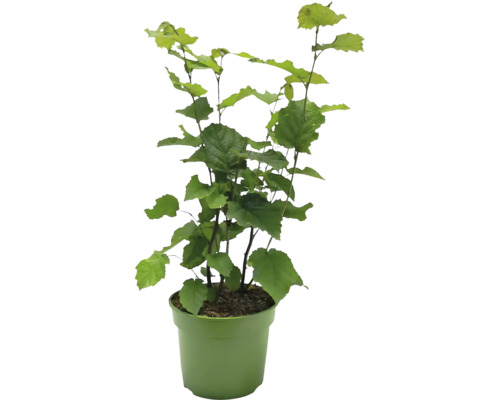 Lieska v kvetináči