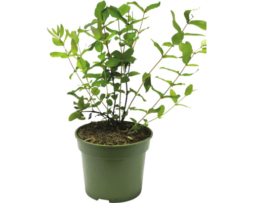 Rastlina v kvetináči pre interiér