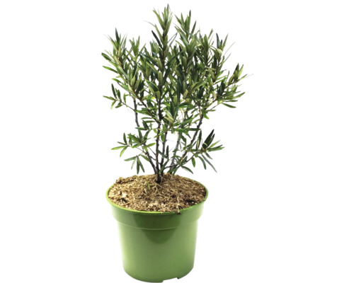 Olivovník v kvetináči