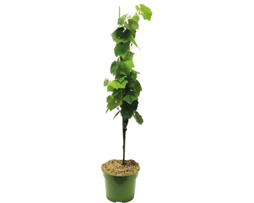 Vinič v kvetináči s opornou tyčou