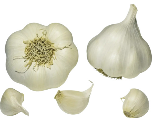 Sadbový cesnak Allium sativum Sabagold 4 palice Niekoľko strúčikov cesnaku a hláv cesnaku