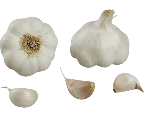 Sadbový cesnak Allium sativum Therador 4 palice Strúčiky cesnaku a hlava cesnaku