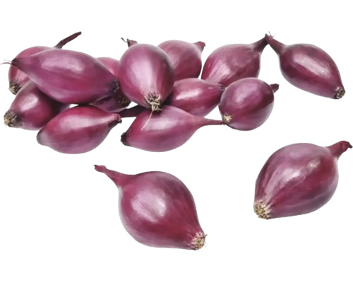 Červená cibuľa