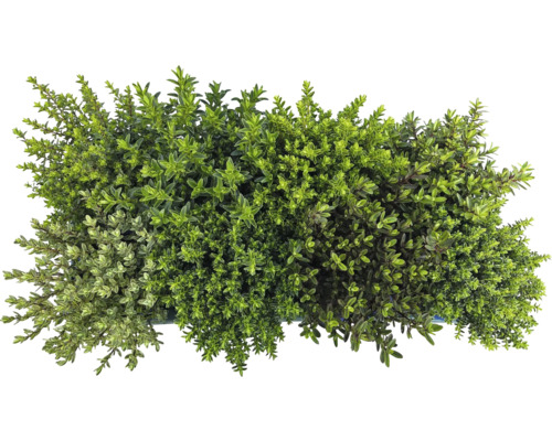 Snímka rastlín tymianu v nádobe