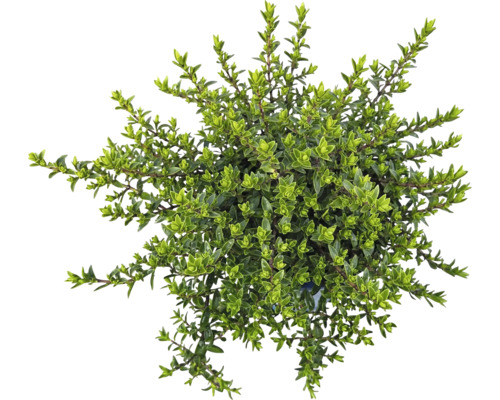 Husto rastúci tymián v kvetináči zhora