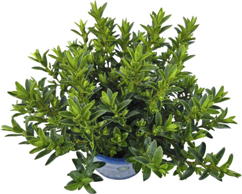 Zimostráz v kvetináči so zelenými listami