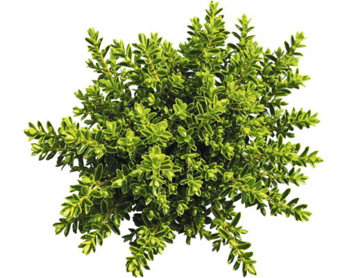 Na obrázku je buxus.