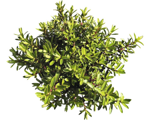 Stálezelený ker s malými listami do záhrady