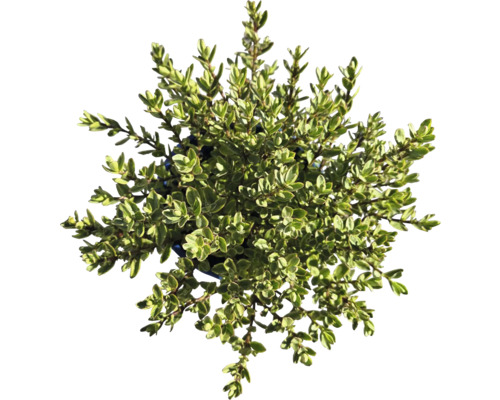 Tymián v kvetináči, bylinková záhradka